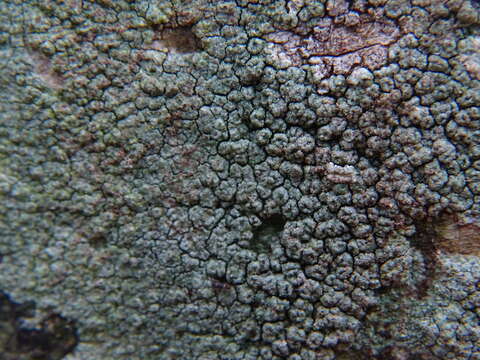 Image of pore lichen