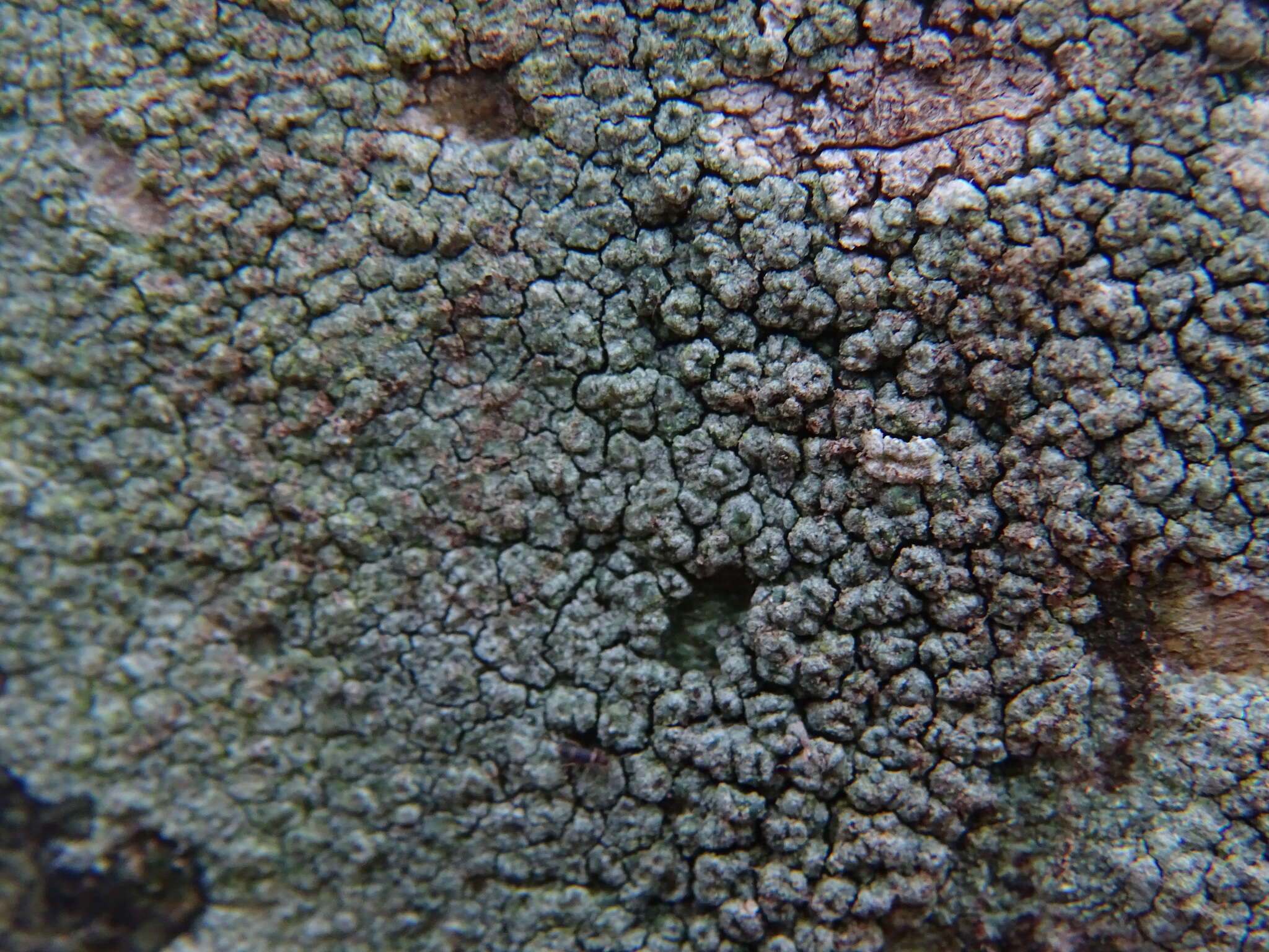 Image de Pertusaria hymenea (Ach.) Schaer.