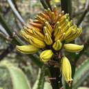 Image of Wylliespoort Aloe