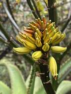 Image of Wylliespoort Aloe