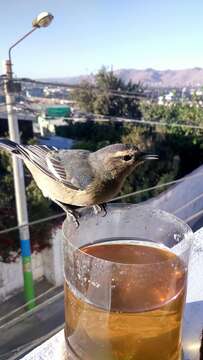 Image of Cinereous Conebill