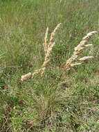 Слика од Polypogon chilensis (Kunth) Pilg.