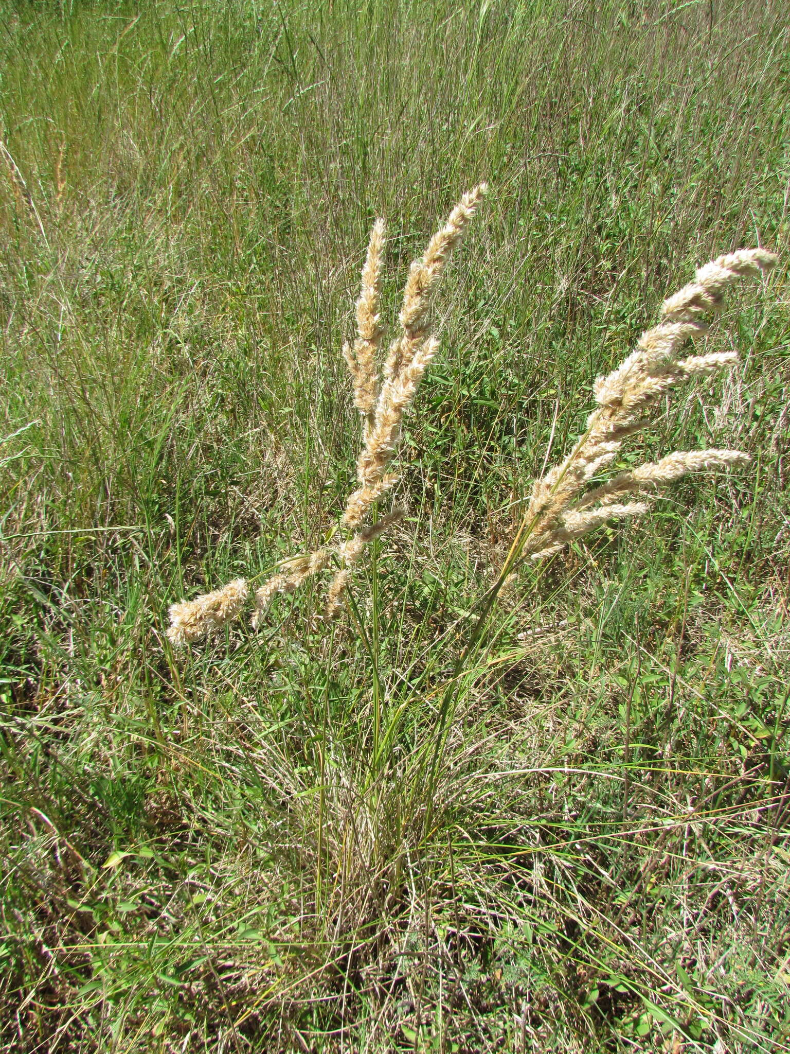 Image of Polypogon chilensis (Kunth) Pilg.