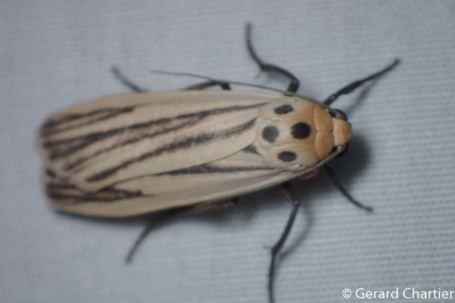 Sivun Tigrioides leucanioides Walker 1862 kuva