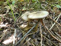 Image of Agaricus leptocaulis Kerrigan 2016