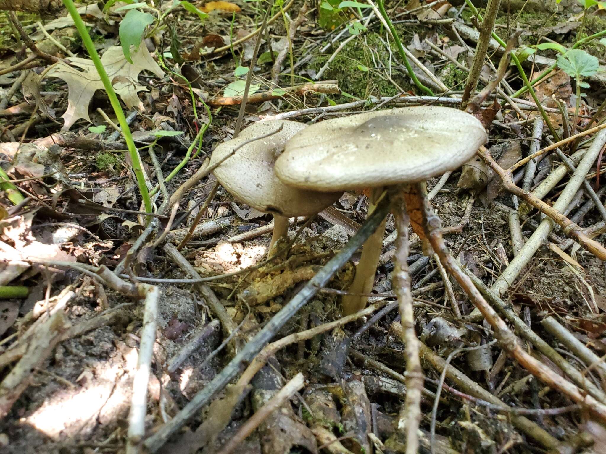 Image of Agaricus leptocaulis Kerrigan 2016