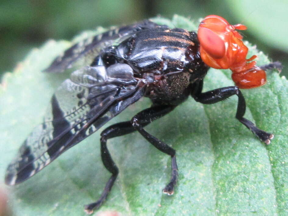 Image of Prosthiochaeta bifasciata Hara 1987