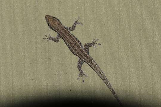 Image of Bradfield's Dwarf Gecko