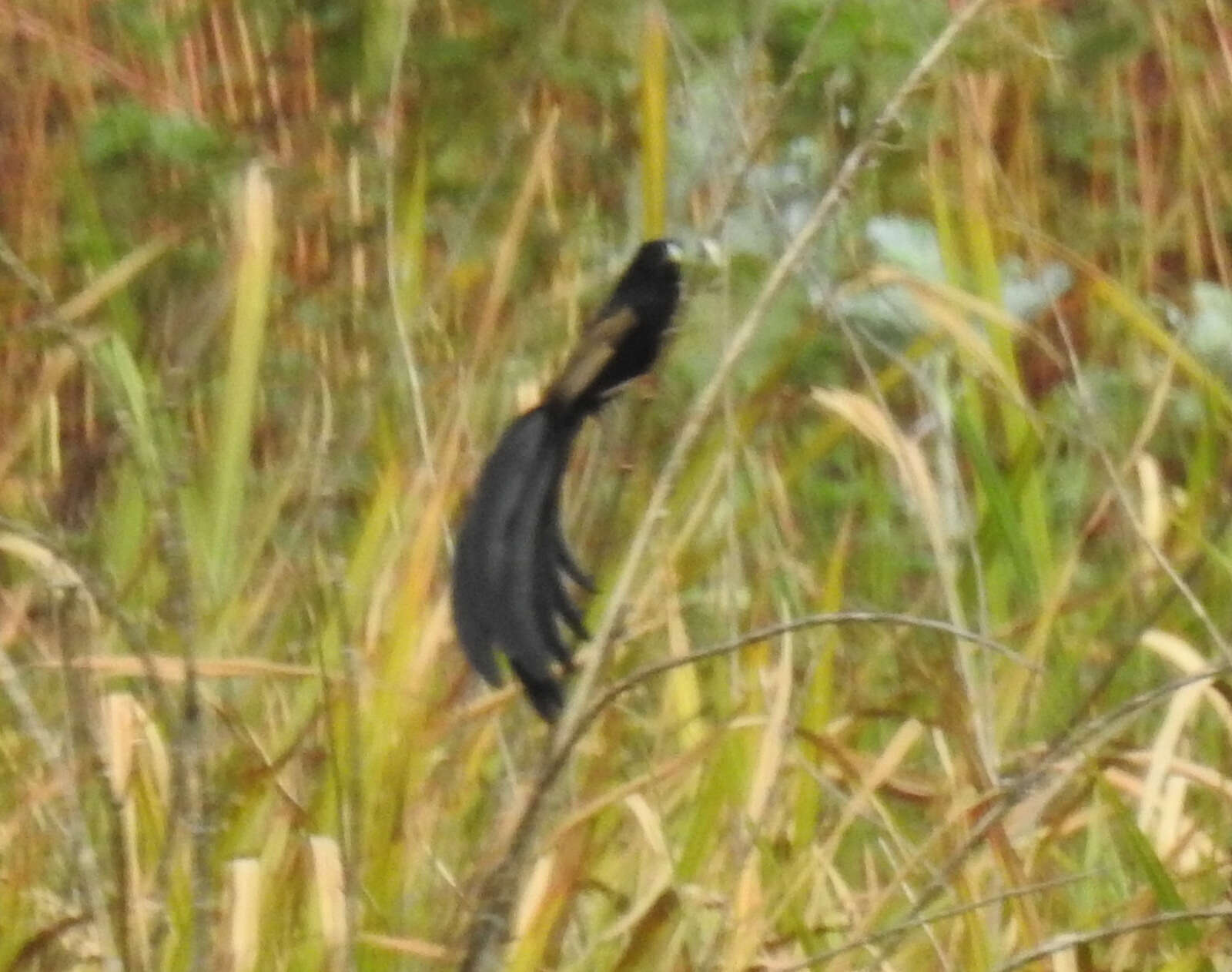 Image of Jackson's Whydah