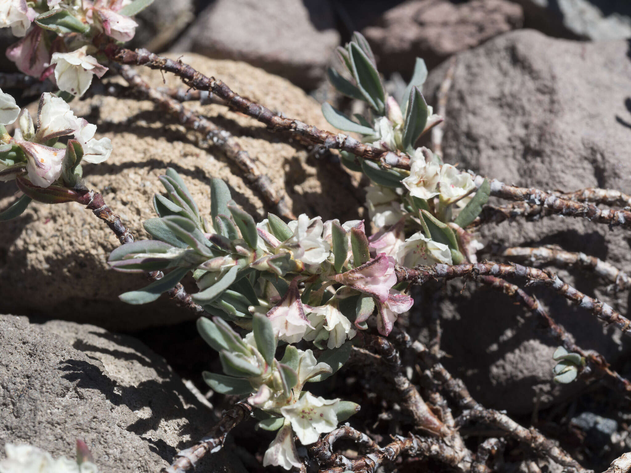 Plancia ëd Polygonum shastense Brewer ex A. Gray