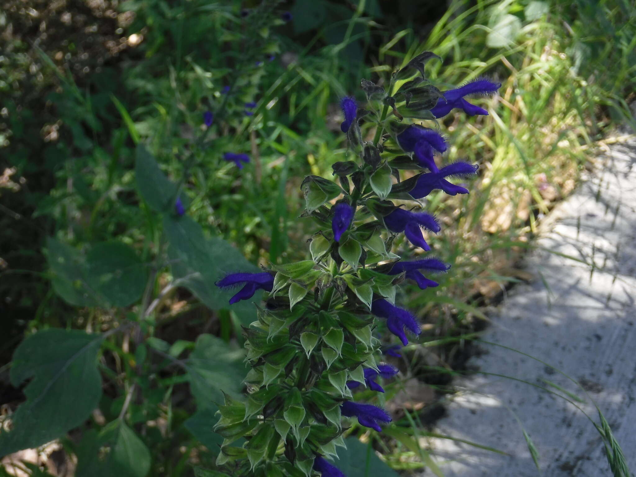 Image de Salvia concolor Lamb. ex Benth.