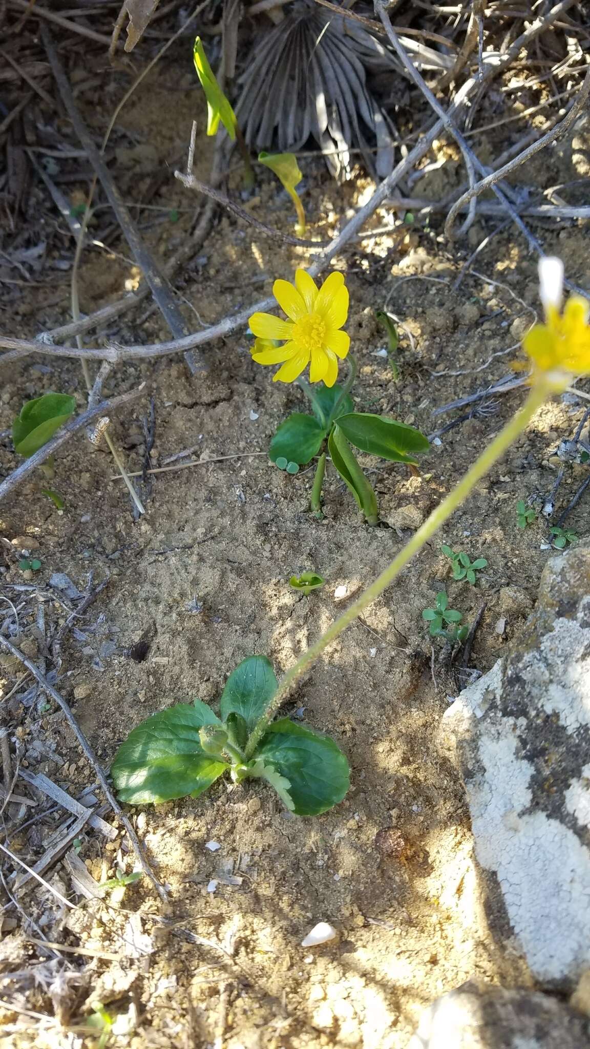 Image of Ranunculus bullatus L.