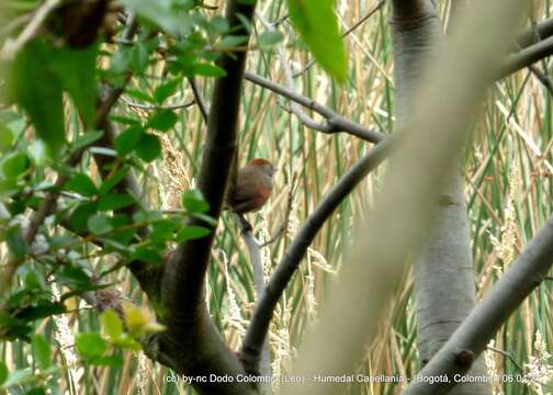 Image of Silvery-throated Spinetail