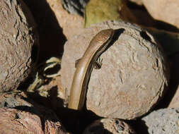 Image of Desert Lidless Skink