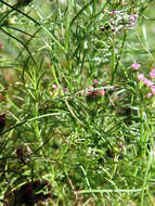 Image of cumin