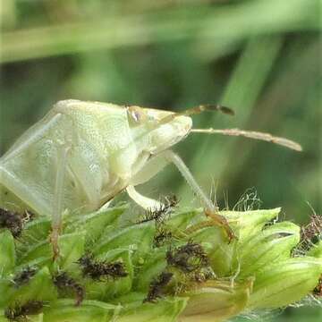 Image of Stink bug