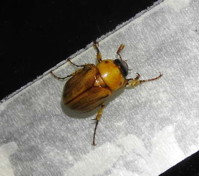 Image of Southern Masked Chafer