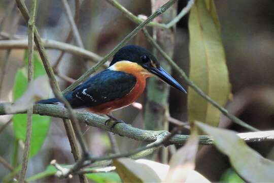 Imagem de Chloroceryle aenea stictoptera (Ridgway 1884)