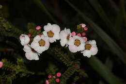 صورة Baeckea ovalifolia (F. Müll.) F. Müll.