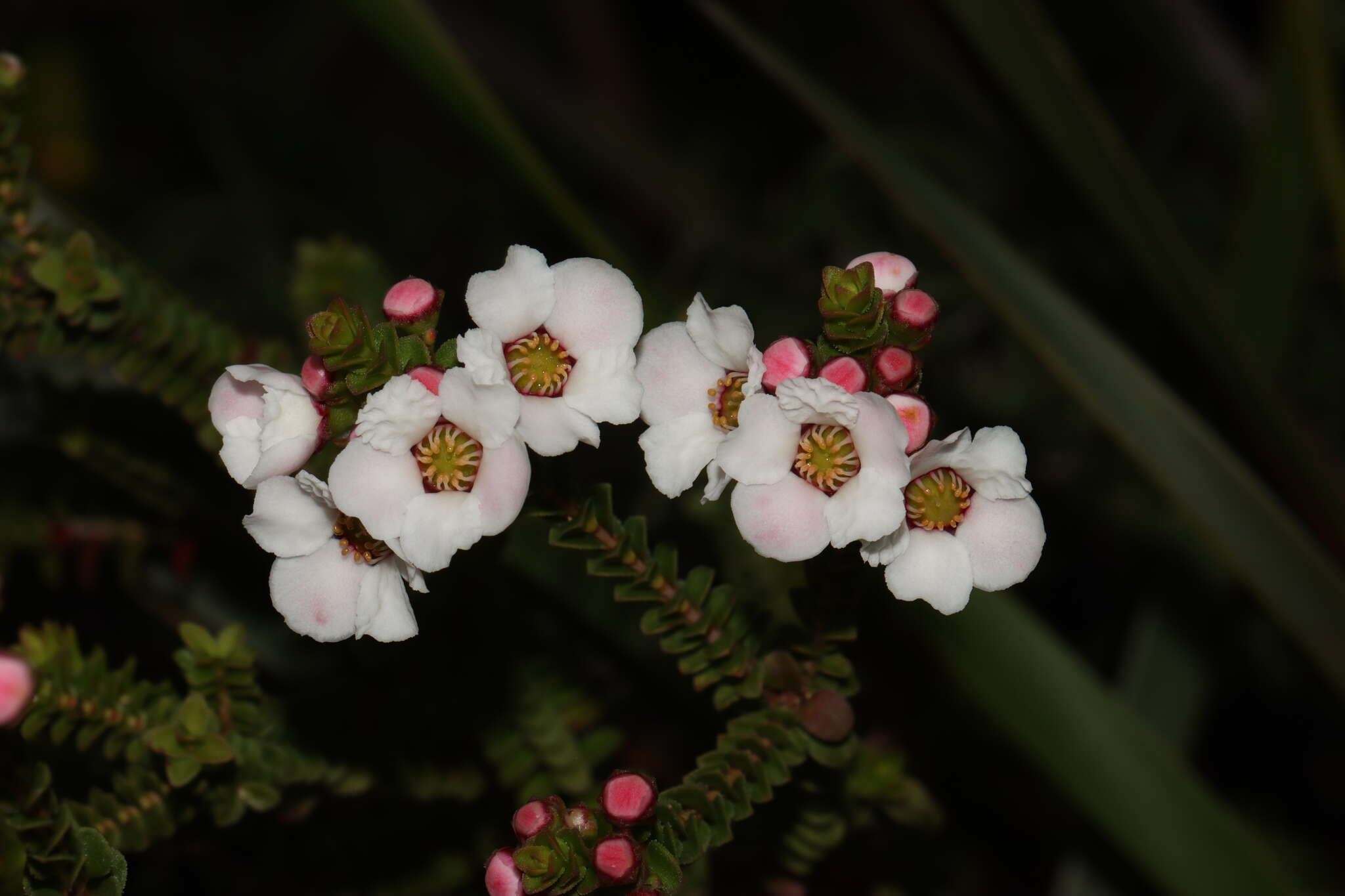 صورة Baeckea ovalifolia (F. Müll.) F. Müll.