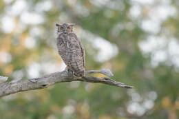 Image of South American Great Horned Owl