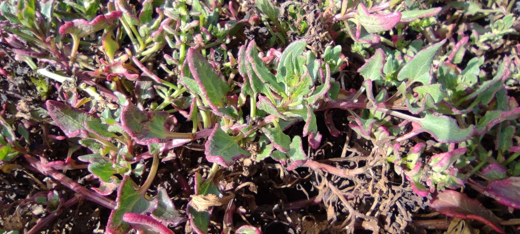 Image of cultivated beet