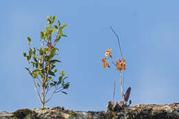 Image of Oncidium praetextum