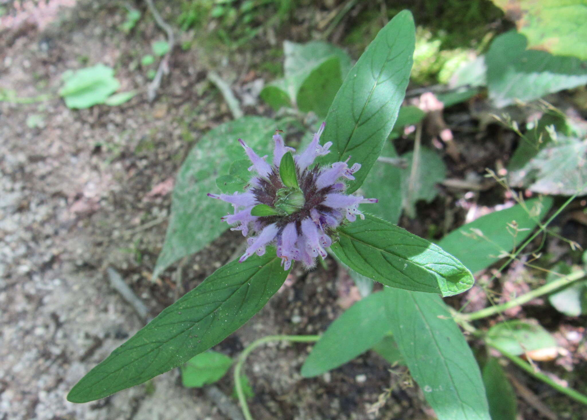 Image of pagoda-plant