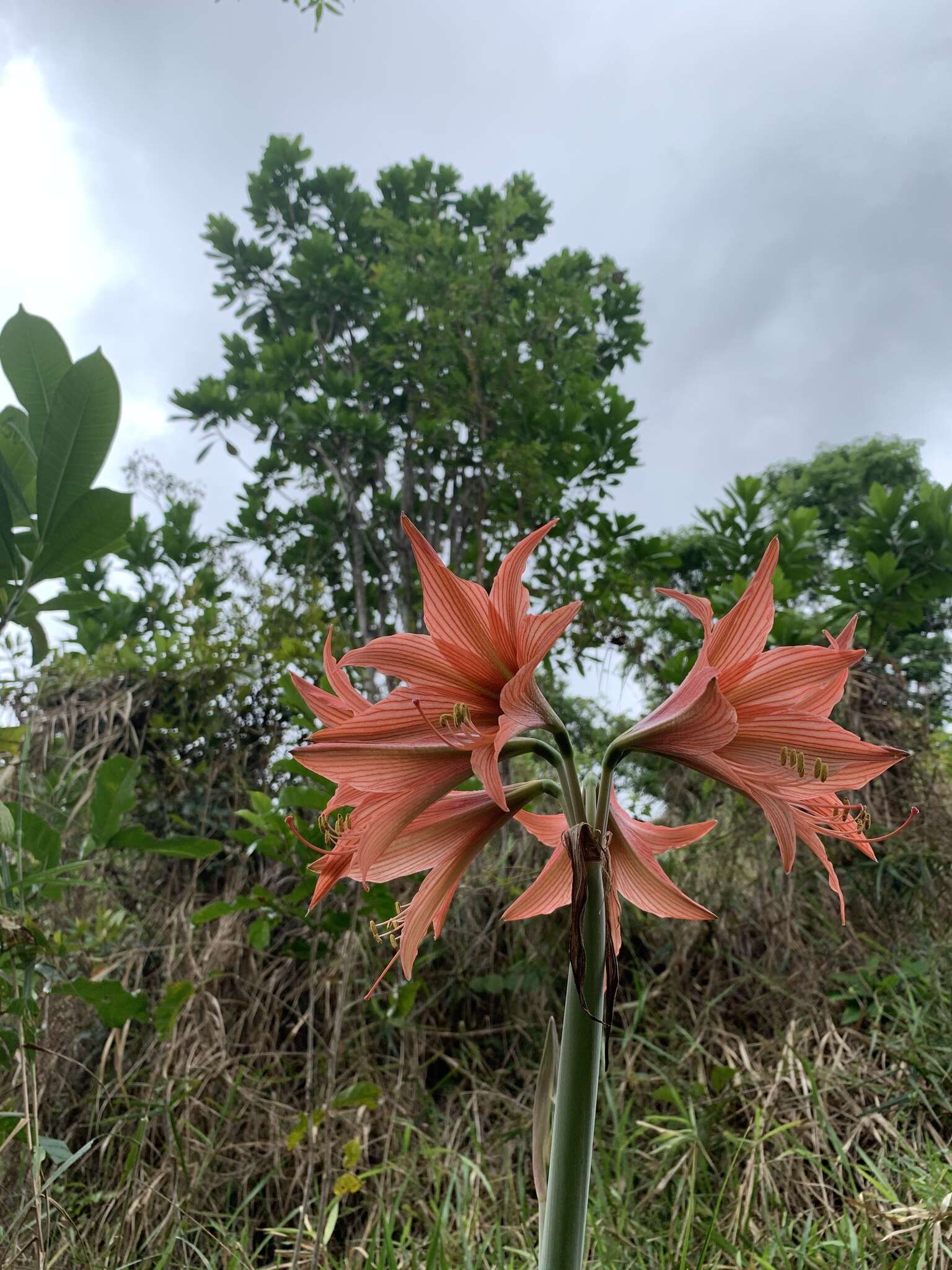 Слика од Hippeastrum stylosum Herb.