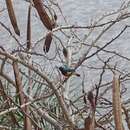 Image of Mayotte Sunbird