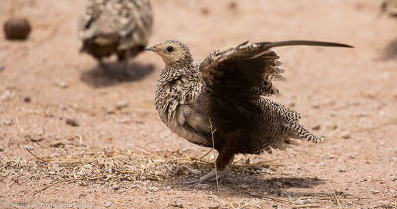 Image of Chestnut-bellied Sandgrouse