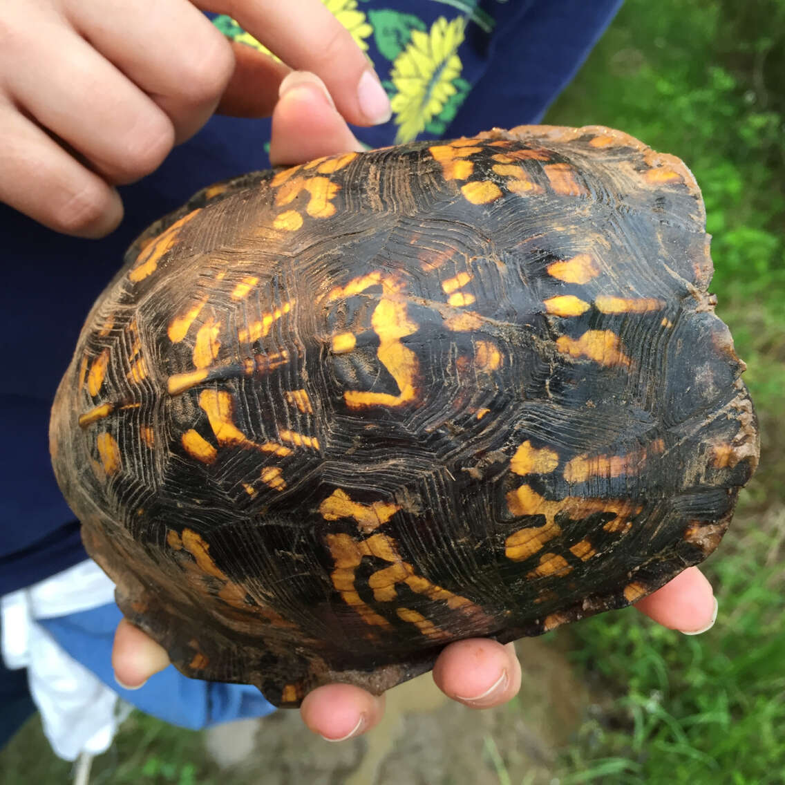 Image of Eastern box turtle