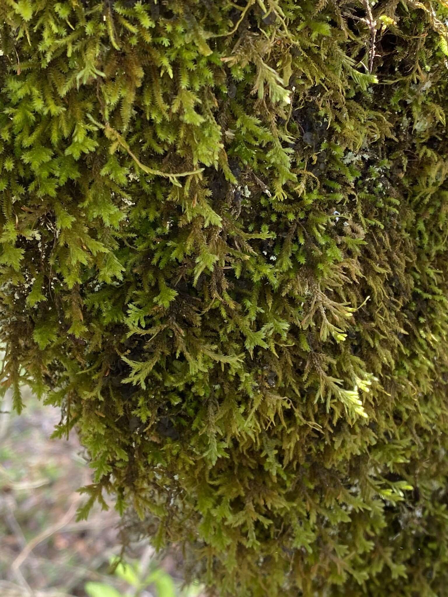 Image of forsstroemia moss