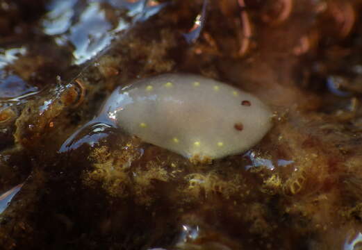 Image of Cadlina flavomaculata MacFarland 1905