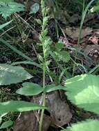 Neottia auriculata (Wiegand) Szlach. resmi