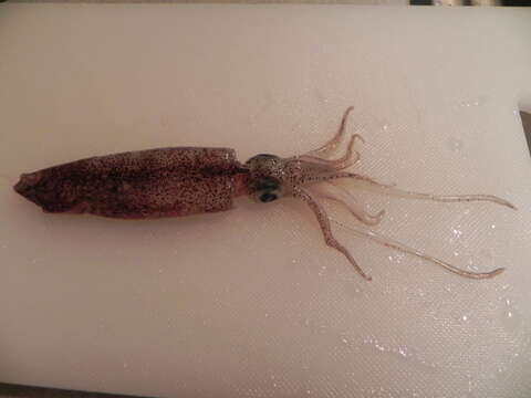 Image of Opalescent Inshore Squid