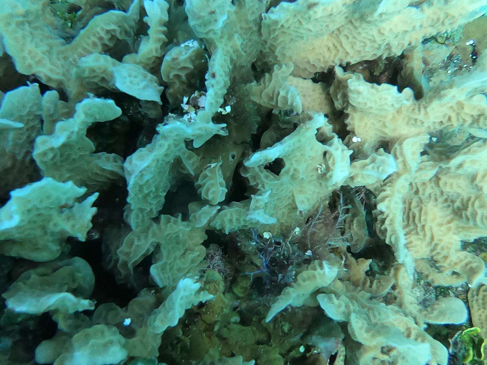 Image of Rose coral