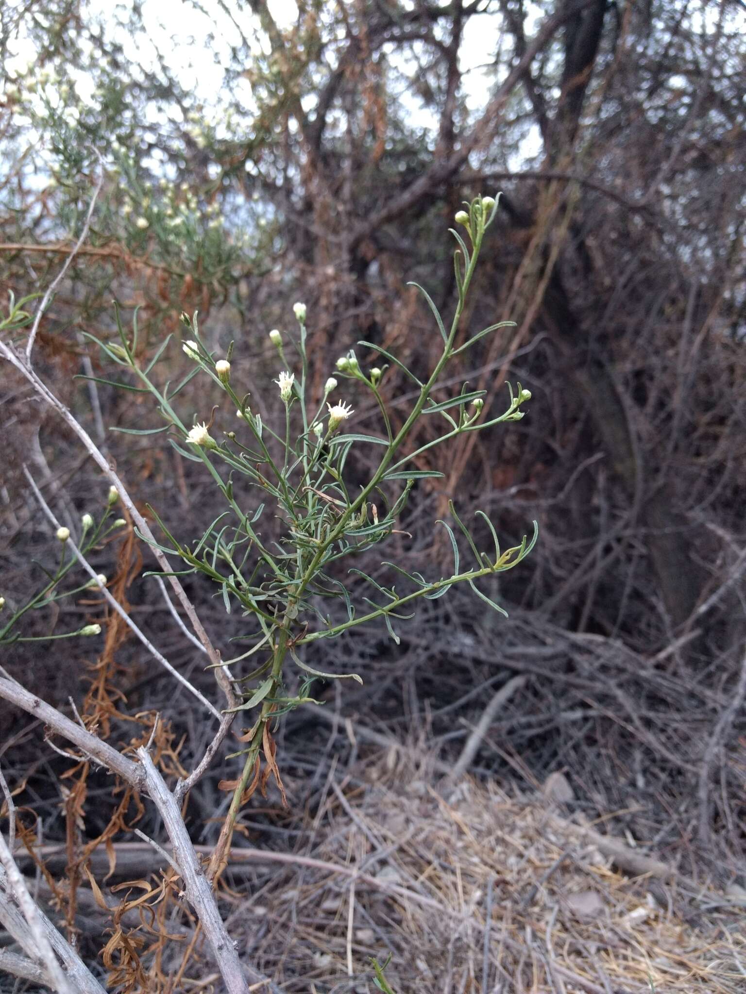 Imagem de Baccharis paniculata DC.