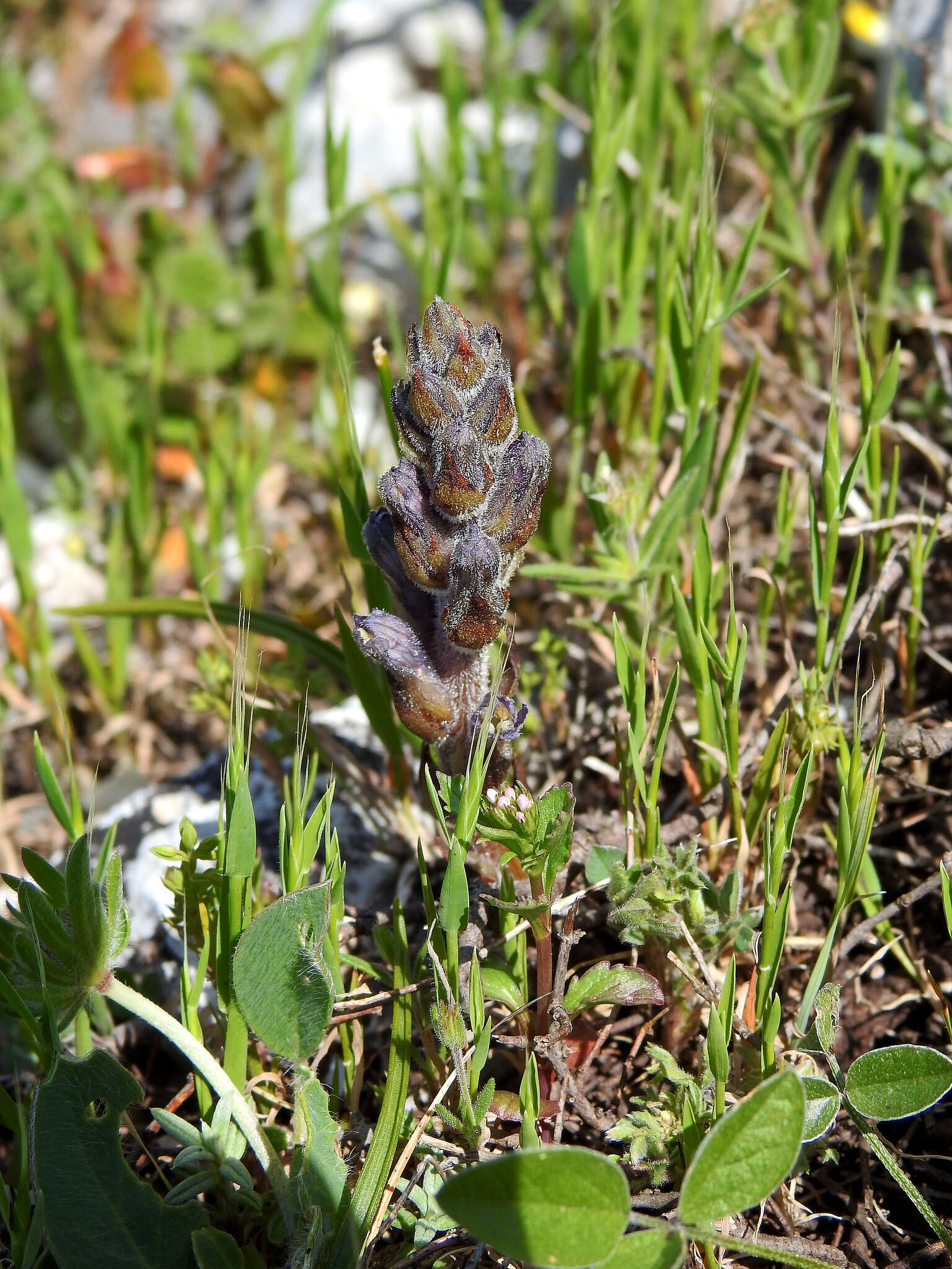 Imagem de Phelipanche rosmarina (G. Beck) Banfi, Galasso & Soldano