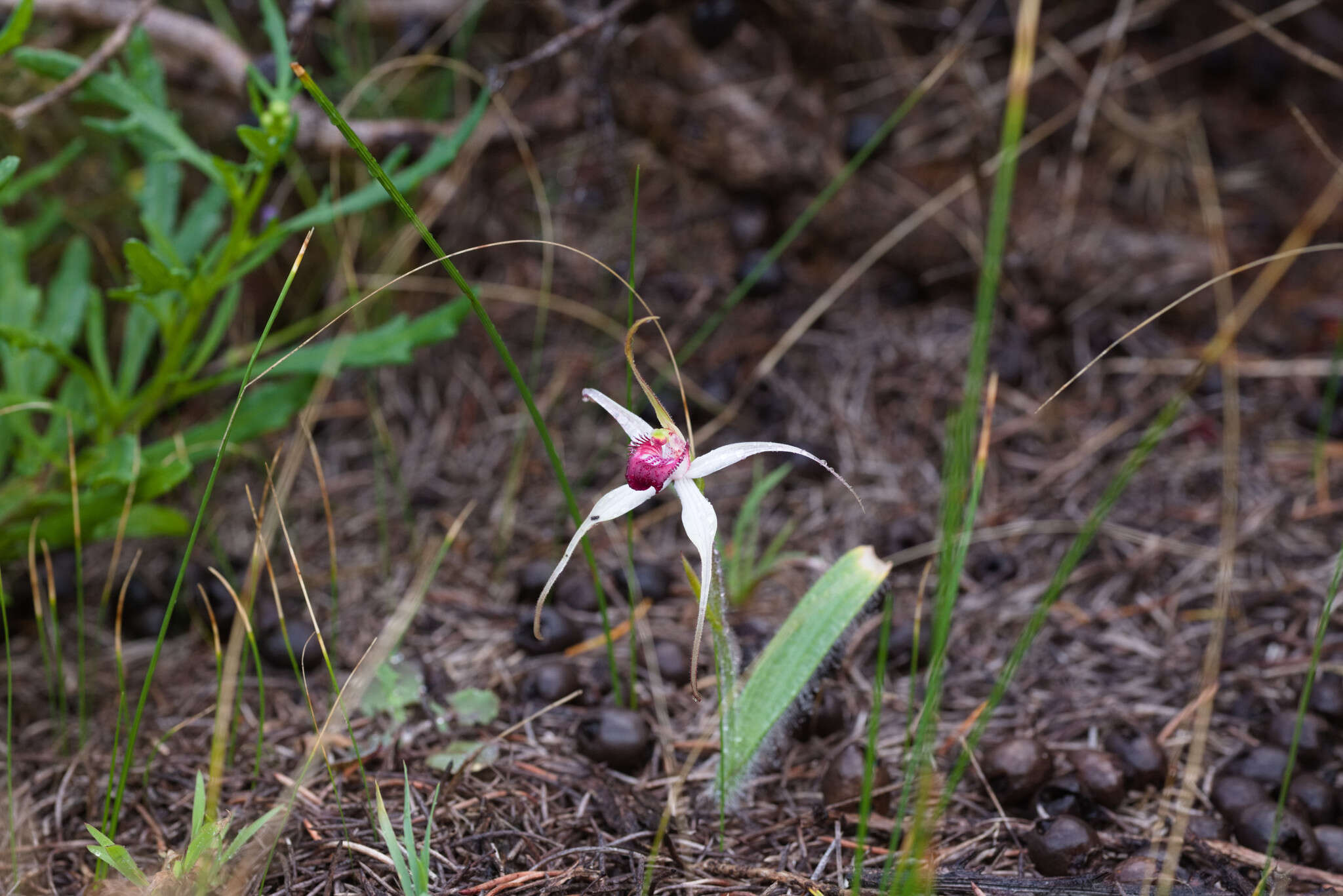 Image of Exotic spider orchid