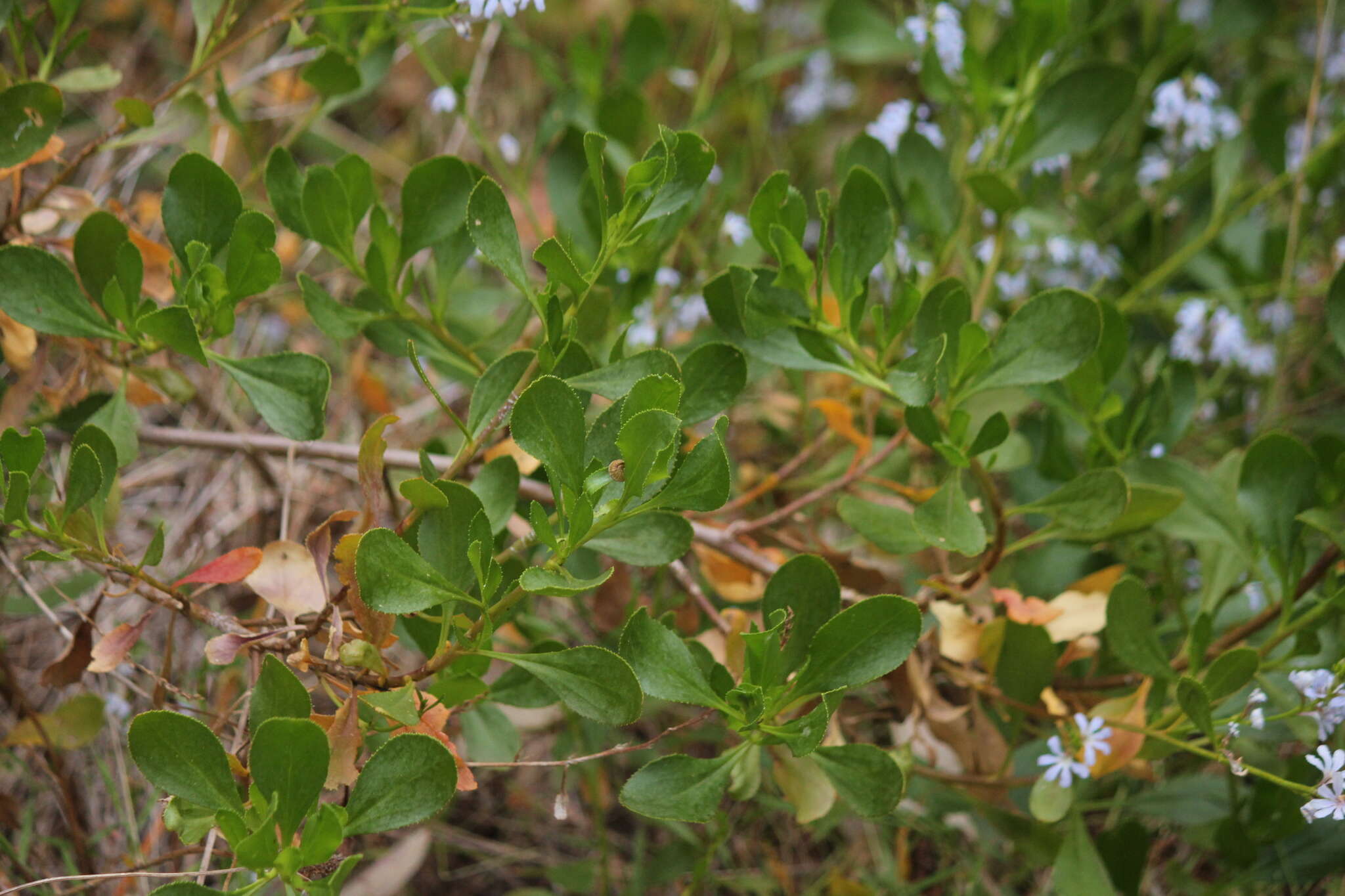 Image of Scaevola crassifolia Labill.