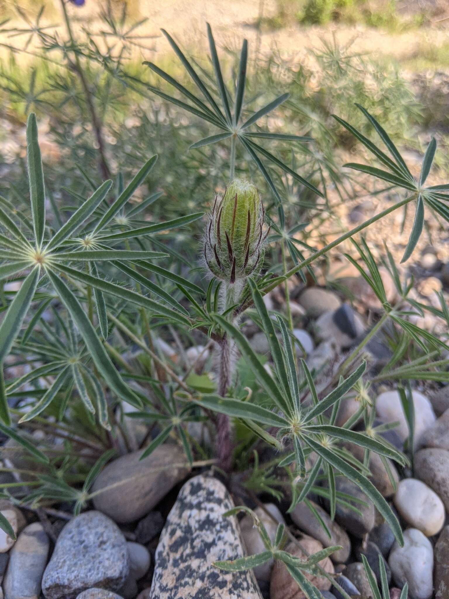 Слика од Lupinus benthamii A. Heller