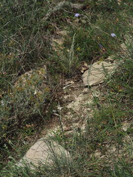 Image of Festuca marginata (Hack.) K. Richt.