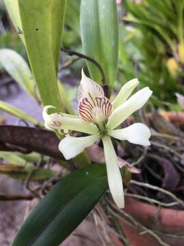 Image of Prosthechea aemula (Lindl.) W. E. Higgins