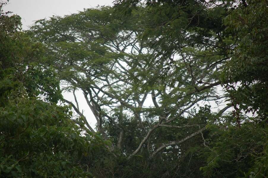 Image of Vachellia campeachiana (Mill.) Seigler & Ebinger