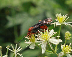 صورة Tachypompilus ferrugineus