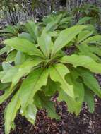 Image of Terminalia bentzoe (L.) L. fil.