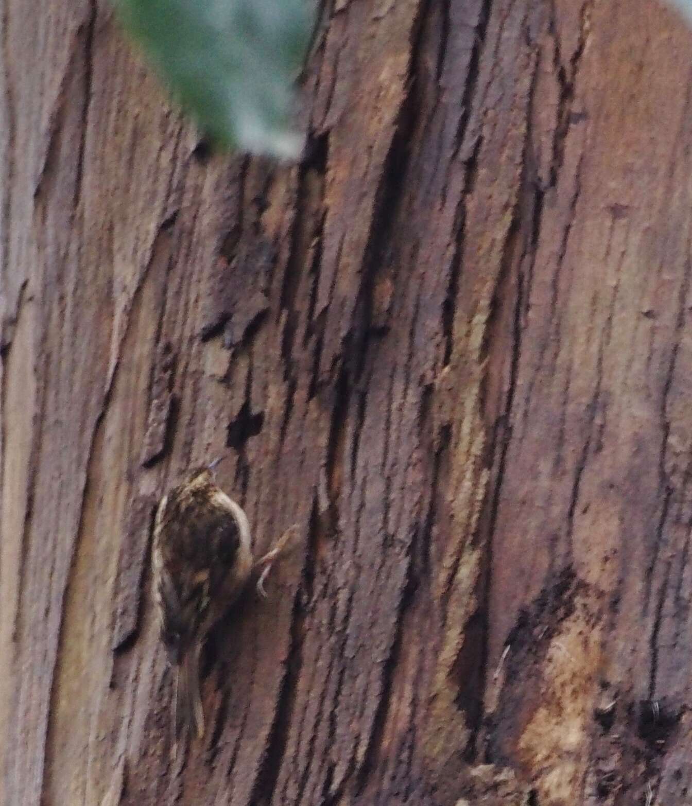 Image of treecreepers