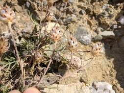 Centaurea sterilis Stev. resmi