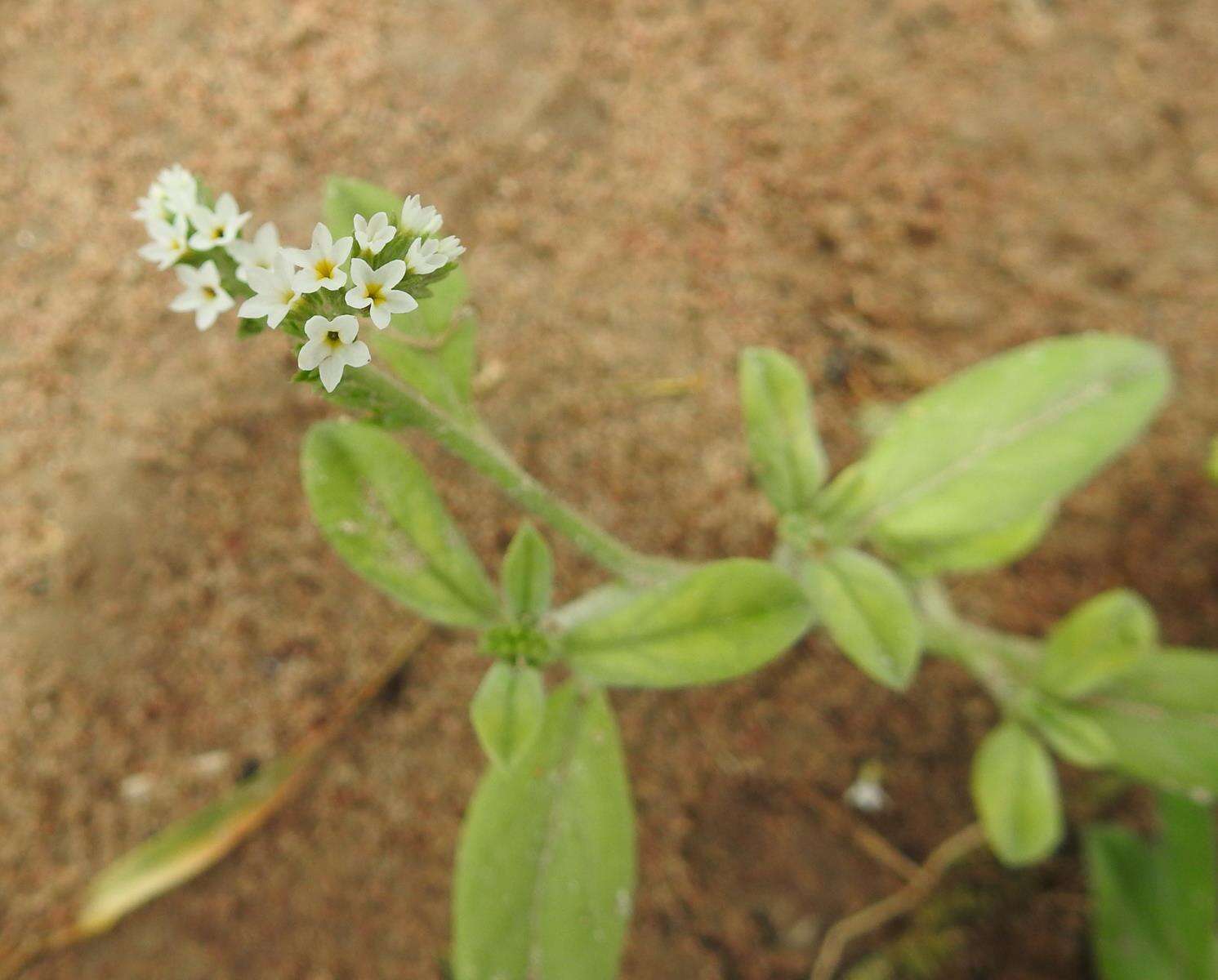 Image of Euploca ovalifolia (Forsk.) Diane & Hilger